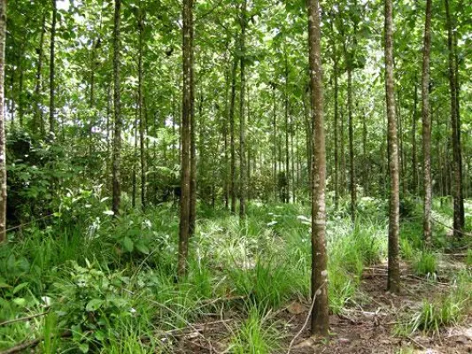 Bild: Grosse Biodiversität in ForestFinance-Mischwäldern