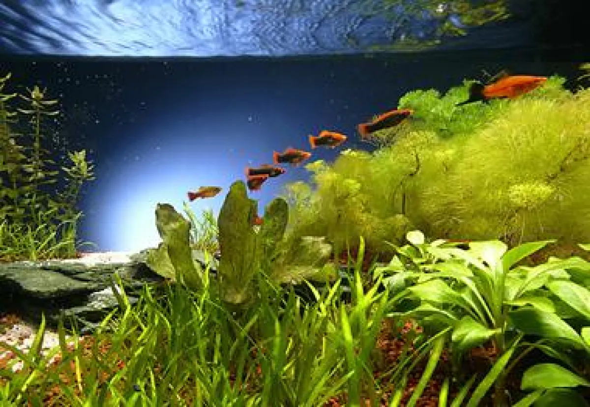 Das Biotop-Aquarium Mittelamerika: Sind alle Komponenten optimal aufeinander abgestimmt, ist der Pflegeaufwand minimal ? die Zeit für Mußestunden und spannende Beobachtungen in der eigenen Unterwasse