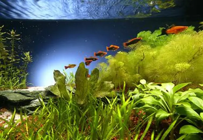 Mittelamerika für Einsteiger: Exotische Unterhaltung im Wohnzimmer Bild: Mittelamerika für Einsteiger: Exotische Unterhaltung im Wohnzimmer