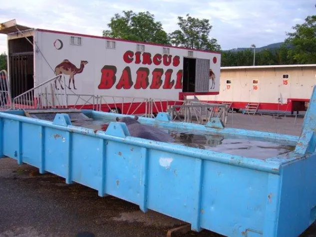 Bild: Missachtung des Tier- und Artenschutzes – Landeshauptstadt München – Zirkus Barelli