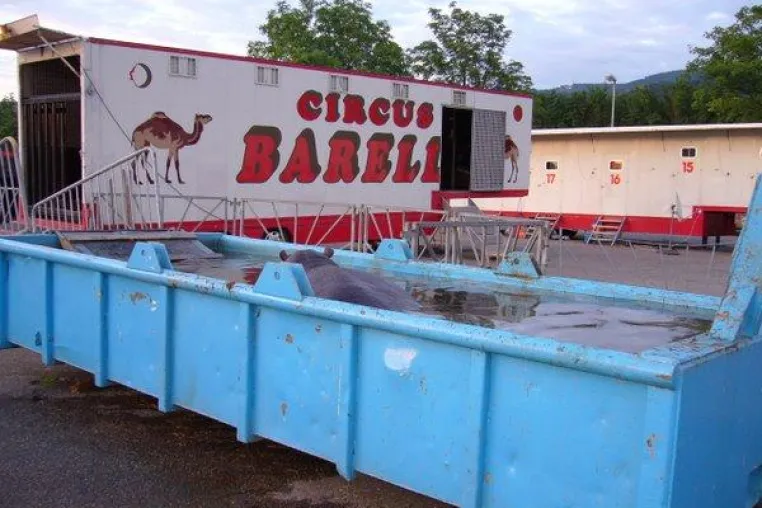 Bild: Missachtung des Tier- und Artenschutzes – Landeshauptstadt München – Zirkus Barelli