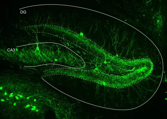 Bild: Rhythmus der Erinnerung