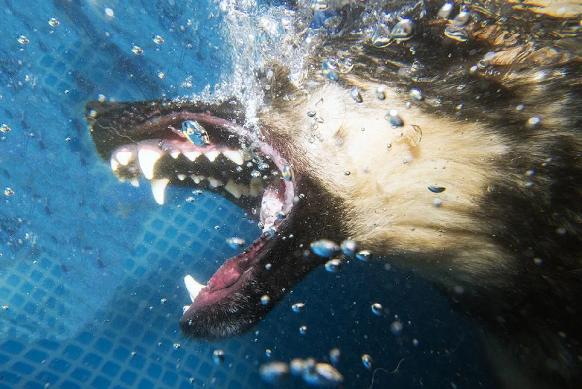 Schäferhund unter Wasser