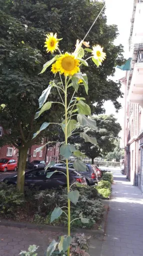 Bild: Tierschutzpartei Hamburg fordert dringendes Umdenken bei der Stadtentwicklung