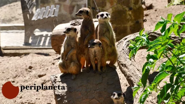 Tag der offenen Tür bei Periplaneta Bild: Tag der offenen Tür bei Periplaneta