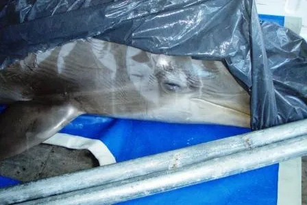 Bild: Delfinarium ConnyLand – Weitere Missstände und Steuerhinterziehung?