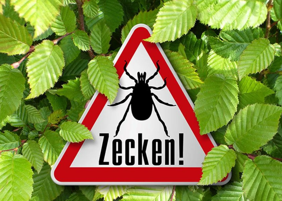 Zeckenbiss mit Folgen: Borreliose-Gefahr
