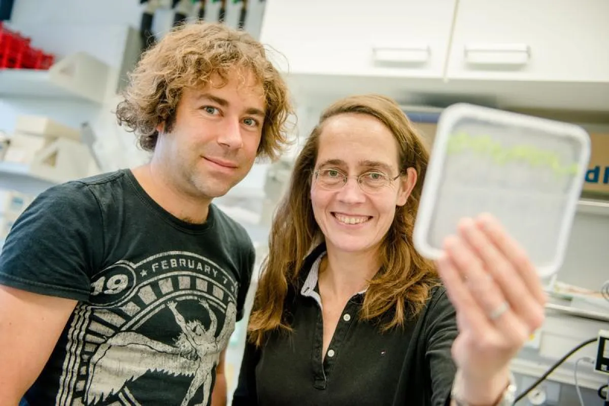 Im Labor lassen Ute Krämer und Scott Sinclair Samen unter verschiedenen Bedingungen keimen. (© RUB, Marquard)