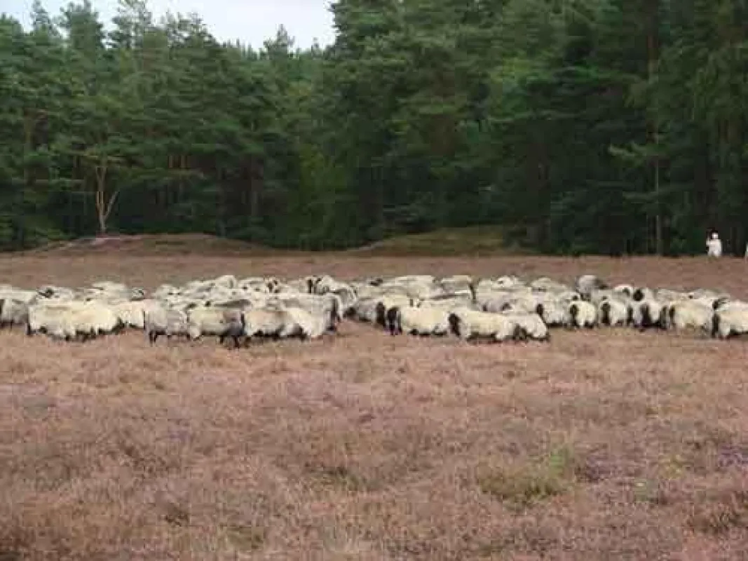 Heidschnucken in der Klein Bünstorfer Heide