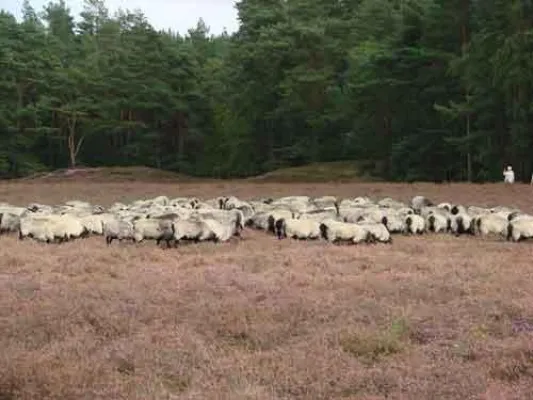 Bild: Heidschnucken zu Gast in der Klein Bünstorfer Heide