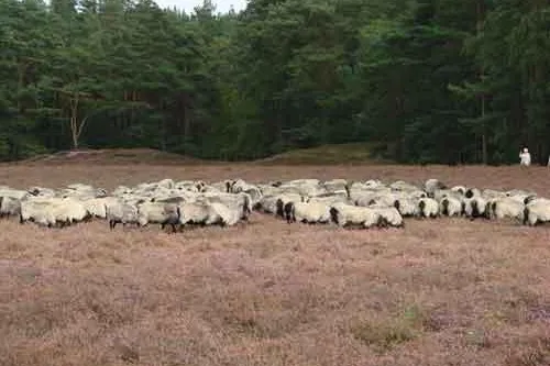 Bild: Heidschnucken zu Gast in der Klein Bünstorfer Heide