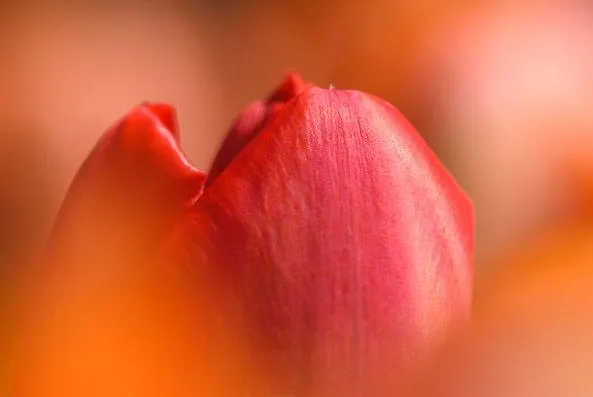Bild: Fotoworkshop Makrofotografie Tulpen & Orchideen - Insel Mainau exklusiv am 28.-29.04.2018