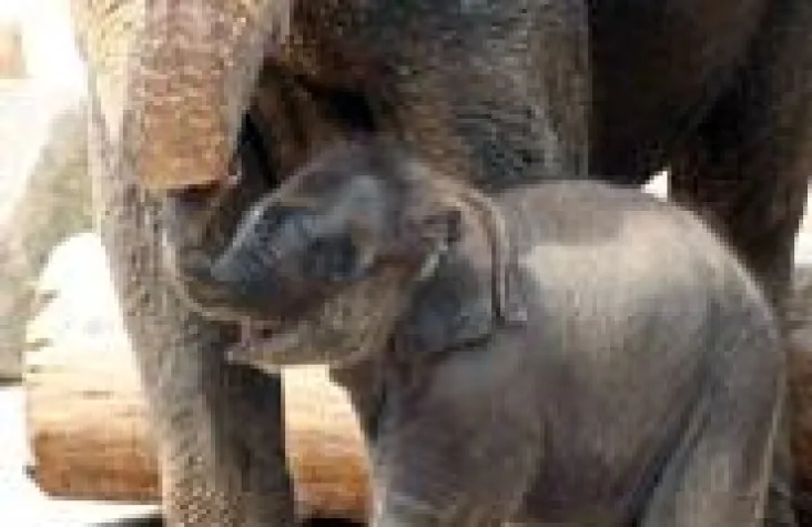 Bild: Babyboom im Zoo Hannover - Klapperstorch schieb Überstunden