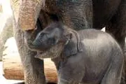 Bild: Babyboom im Zoo Hannover - Klapperstorch schieb Überstunden