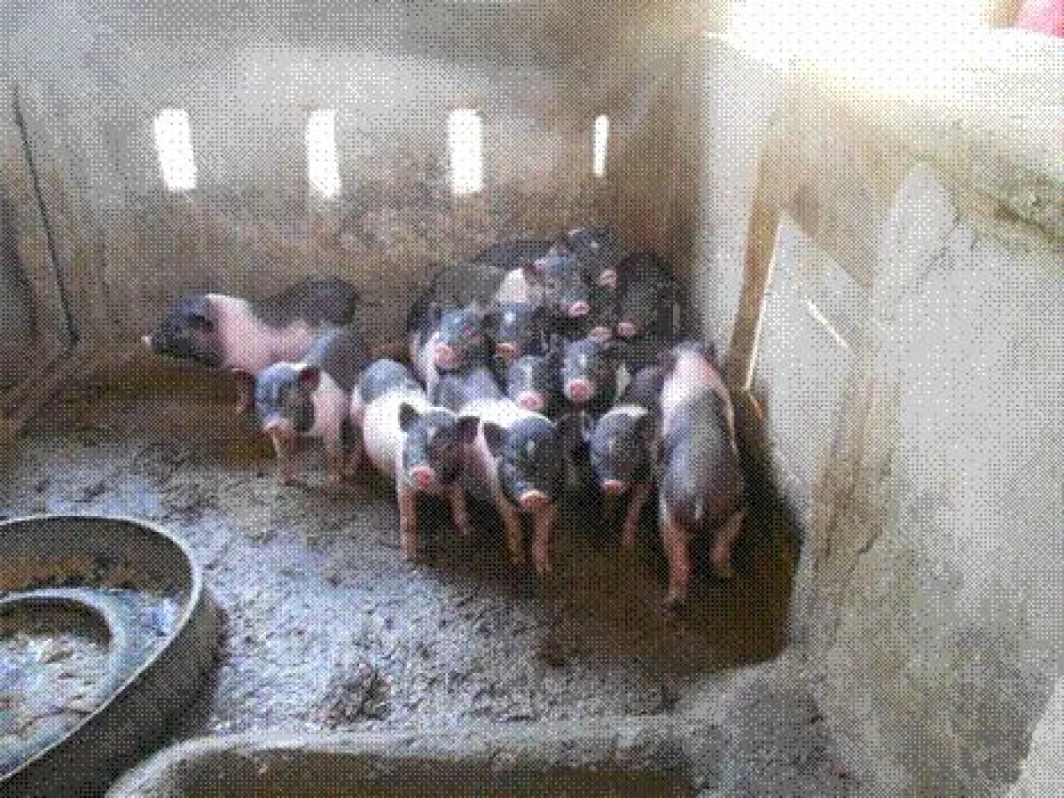 Die ersten Ferkel im Jahr 2012