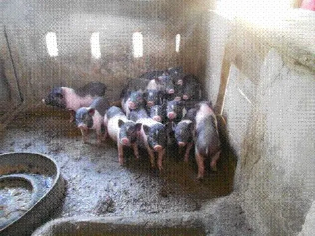 Bild: Die ersten Ferkel im Jahr 2012