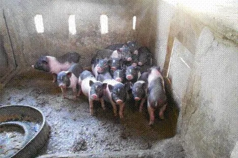 Die ersten Ferkel im Jahr 2012 Bild: Die ersten Ferkel im Jahr 2012
