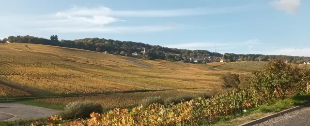 Champagne Vendange 2026: Klimawandel, Alkoholgehalt & Ernte-Fakten Bild: Champagne Vendange 2026: Klimawandel, Alkoholgehalt & Ernte-Fakten