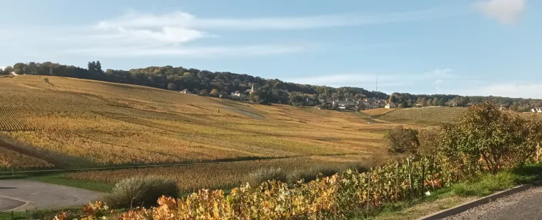 Champagne Vendange 2026: Klimawandel, Alkoholgehalt & Ernte-Fakten Bild: Champagne Vendange 2026: Klimawandel, Alkoholgehalt & Ernte-Fakten