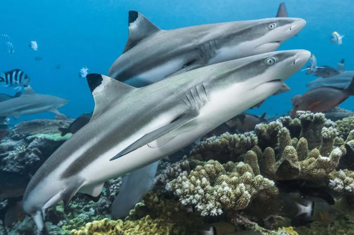 Zwei Schwarzspitzen-Riffhaie (Carcharhinus melanopterus) schwimmen durch die flachen Gewässer des Shark Reefs in Fidschi. (© Tom Vierus)