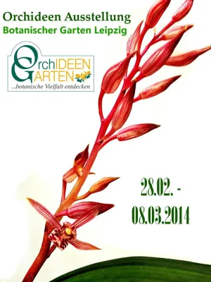 Bild: Seltene Cymbidium sinense Orchideen auf der Orchideenschau im Botanischen Garten Leipzig zu bewundern