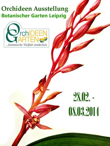 Seltene Cymbidium sinense Orchideen auf der Orchideenschau im Botanischen Garten Leipzig zu bewundern Bild: Seltene Cymbidium sinense Orchideen auf der Orchideenschau im Botanischen Garten Leipzig zu bewundern