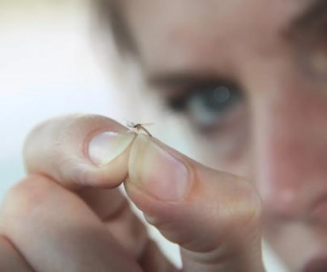Martina Hirschmeier hält eine Mücke, die Dengue-Fieber überträgt, zwischen den Fingern.