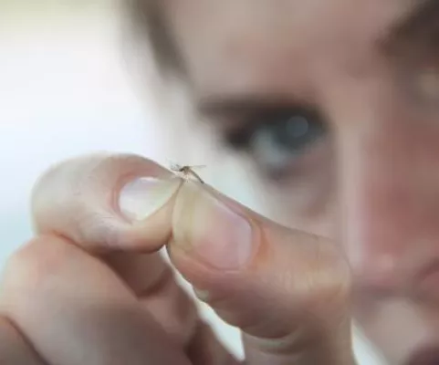 Bild: 54. Tier: Dengue-Gefahr durch getigerte Mücken