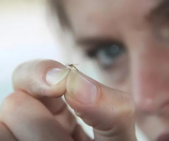 Bild: 54. Tier: Dengue-Gefahr durch getigerte Mücken