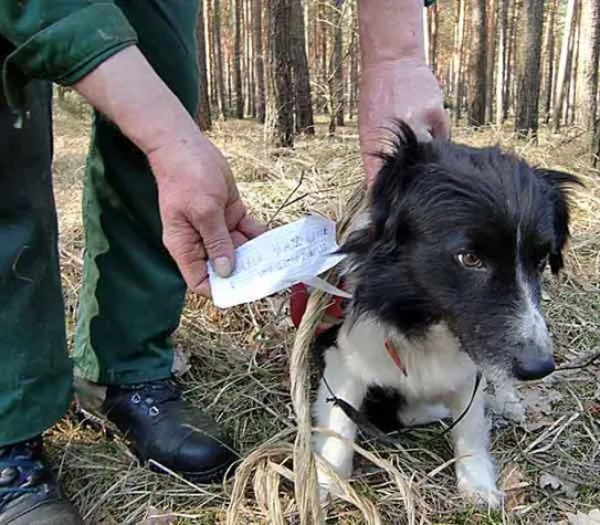 Bild: Hund im Wald angebunden - Tierheim Verlorenwasser setzt Belohnung aus