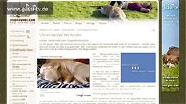 Bild: Schweinegrippe bei Hunden?