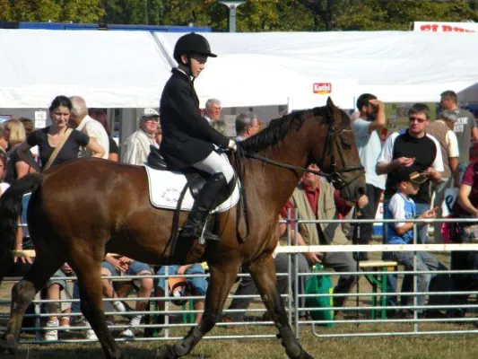 Bild: Großer Bauernmarkt auf dem 15. Landeserntedankfest in Magdeburg
