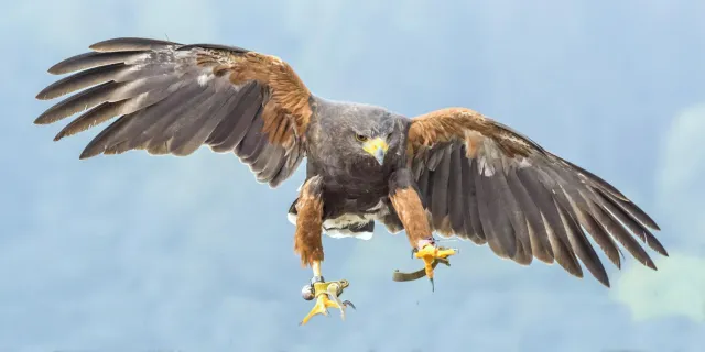 Bild: Vögel im Flug fotografieren beim Fotoseminar „Greifvögel: Intensivtraining Vögel im Flug und Vogelportraits“