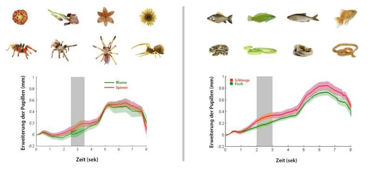 Als die Babys statt einer Blume oder eines Fischs (ganz oben) eine Schlange oder Spinne gleicher Farbe und Größe (darunter) sahen, vergrößerten sich deutlich ihre Pupillen. (Max-Planck-Institut für Ko