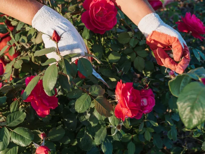 Gärtner Norbert Seeger mit Tipps zur Rosenzucht Bild: Gärtner Norbert Seeger mit Tipps zur Rosenzucht