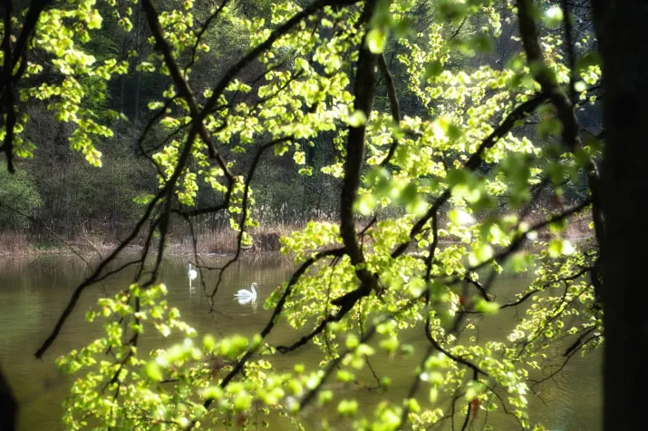 Bild: Hören und stören: Wie Geräusche die Erholung beeinflussen 