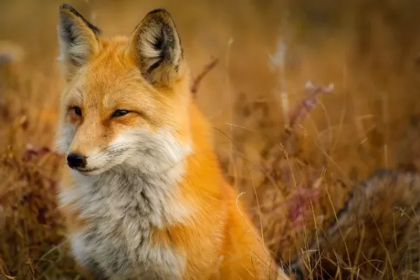 Bild: Tierschutzpartei NRW fordert Stellungnahme zur Fuchsjagd vom Präsidenten des Landtags