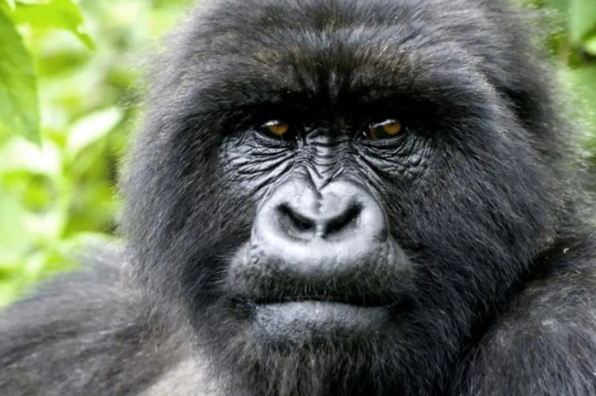 Berggorilla im Nebelwald von Uganda