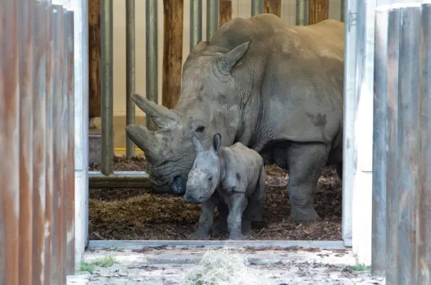 Bild: Überraschende Nachricht aus dem Burgers’ Zoo