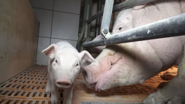 Bild: Nach Aufdeckung von grausamen Zuständen in Schweinehaltung- Staatsanwaltschaft Münster nimmt Ermittlung auf