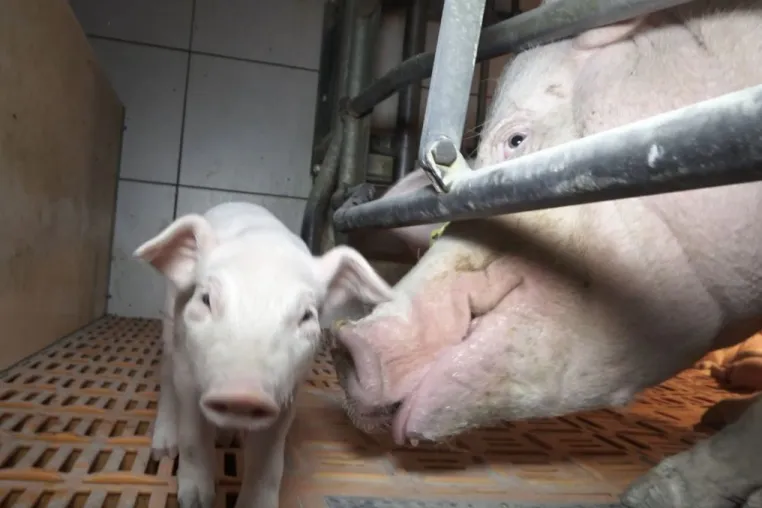 Bild: Nach Aufdeckung von grausamen Zuständen in Schweinehaltung- Staatsanwaltschaft Münster nimmt Ermittlung auf