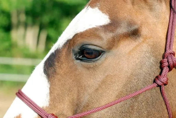 Bild: Gnadenhof Pferdehof Ahaus e.V. lädt zum Horsemanship Stammtisch ein