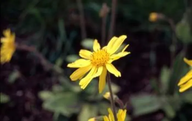 Bild: bioapo präsentiert Heilpflanzen-Katalog