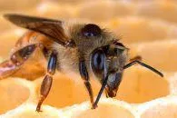 Fliegengitter erhöhen den Wohnkomfort Bild: Fliegengitter erhöhen den Wohnkomfort