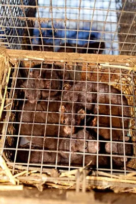 Bild: Tierquälerei auf Nerzfarm in Schleswig-Holstein / VIER PFOTEN veröffentlicht neue Videoaufnahmen