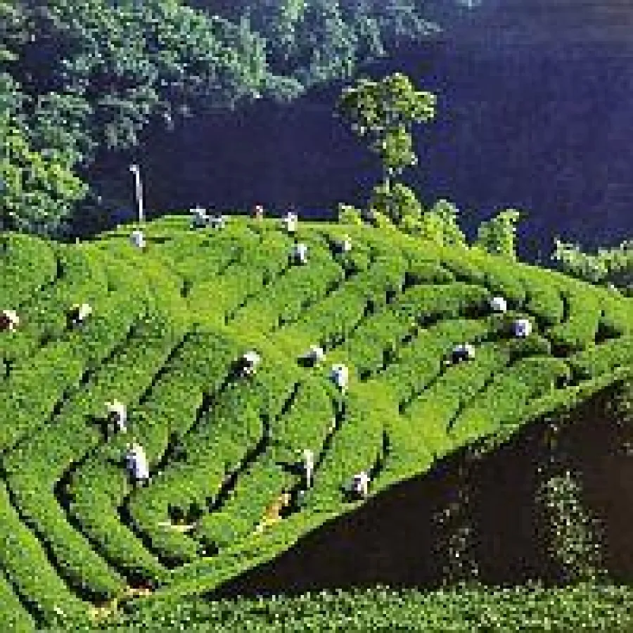 BU: Teeplantage, Taiwan, Foto: Wikinger Reisen. Abdruck honorarfrei, bitte nur mit Quellenangabe. Foto senden wir gern in hoher Auflösung zu. Bitte per Mail bei der Pressestelle anfordern.