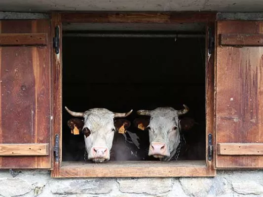 Bild: Im Aostatal schlägt das Herz im August auf der Alm