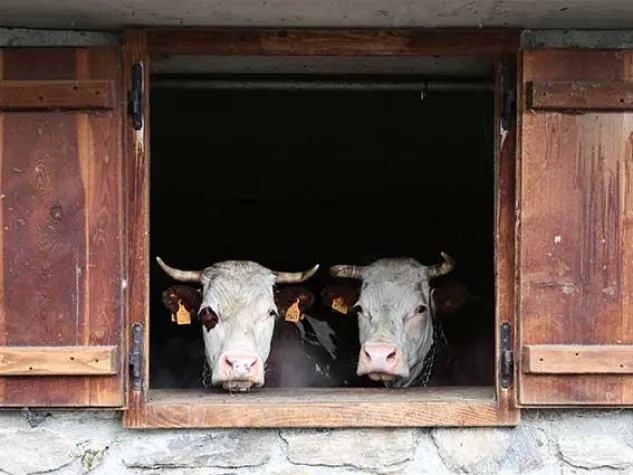Im Aostatal schlägt das Herz im August auf der Alm Bild: Im Aostatal schlägt das Herz im August auf der Alm