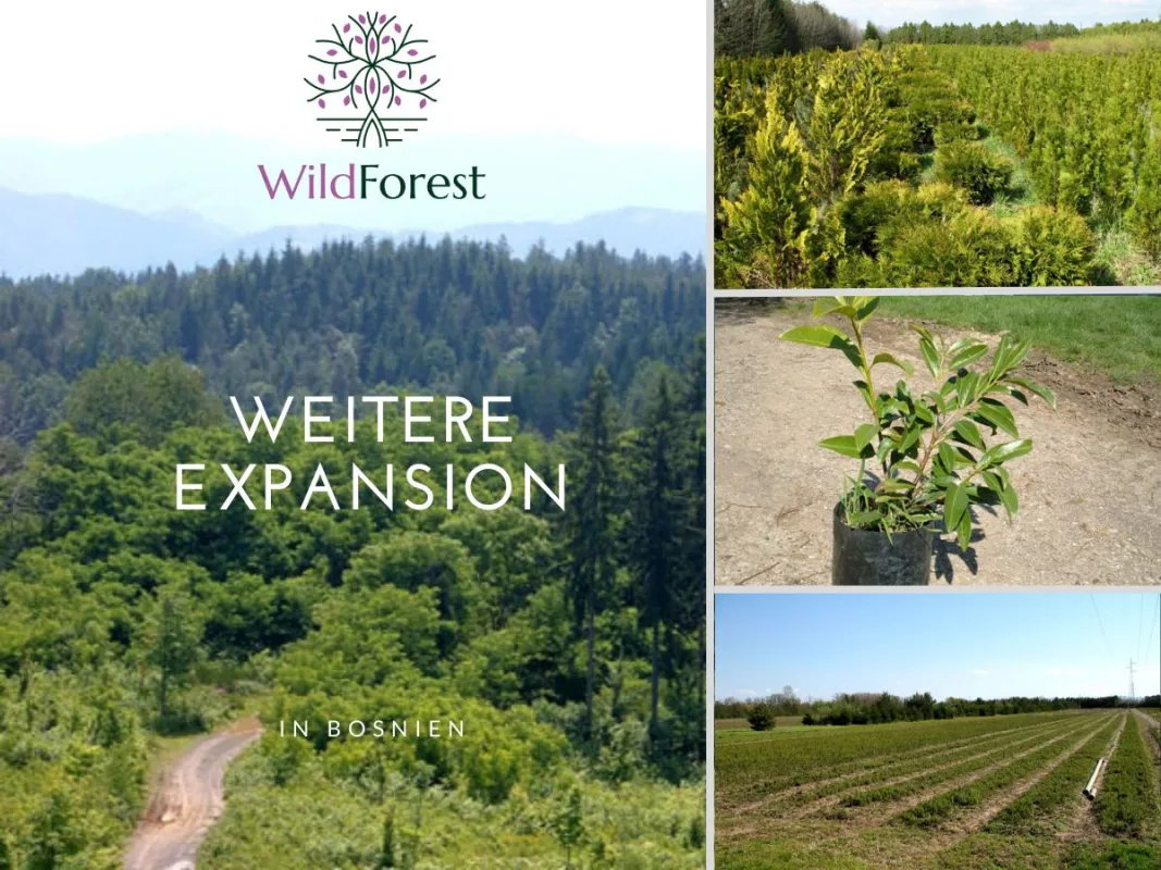 Die WFP-Wild Forest setzt Expansionskurs fort
