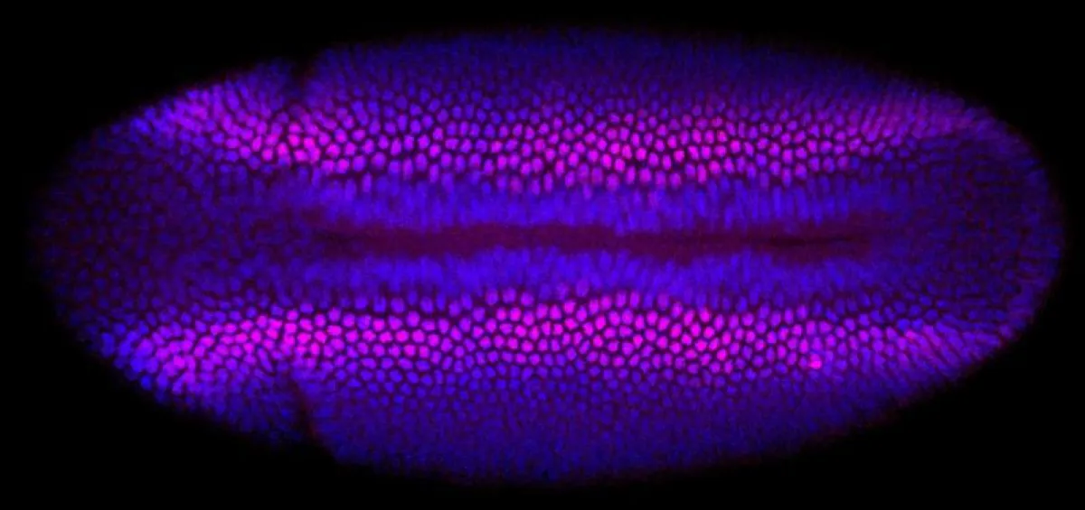 To validate the predictions, researchers stained fly embryos experimentally. DNA appears blue. Marked in red is DsRed marker gene expression, which mirrors the prediction. (Credit: Philipp Wahle, BIMS